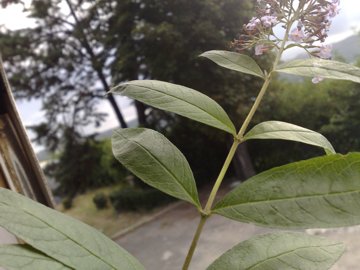 Buddleja davidii